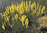 Grevillea didymobotrya