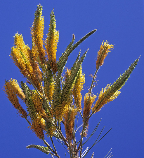 Grevillea eriostachya