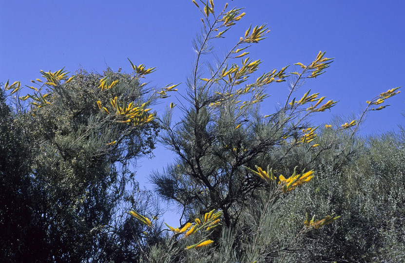 Grevillea eriostachya