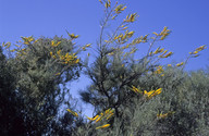 Grevillea eriostachya