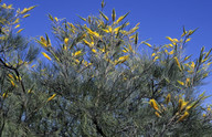 Grevillea eriostachya