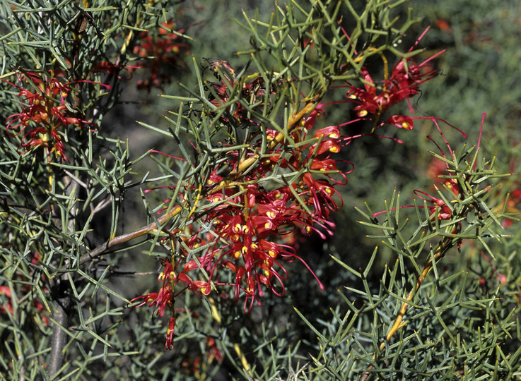 Grevillea asparagoides