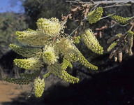 Grevillea leucopteris