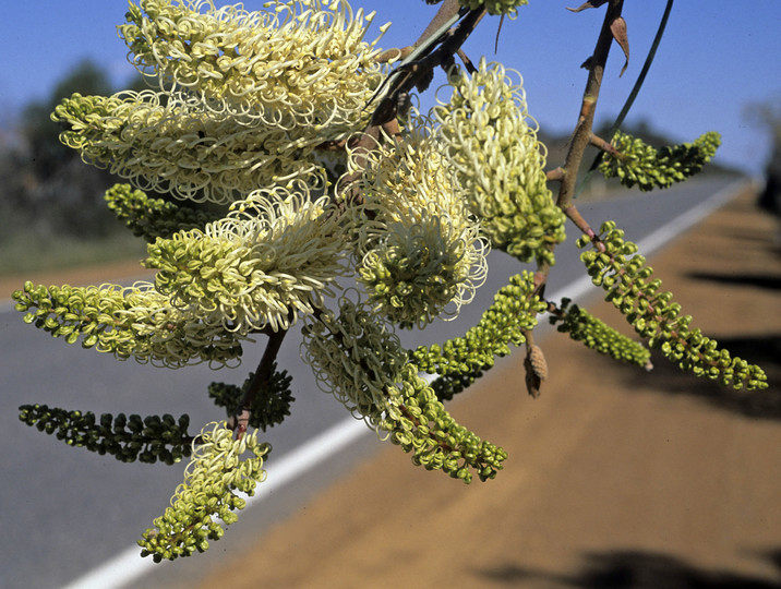 Grevillea leucopteris