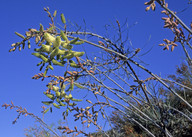 Grevillea leucopteris