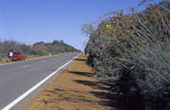 Grevillea leucopteris