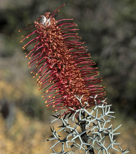 Grevillea paradoxa