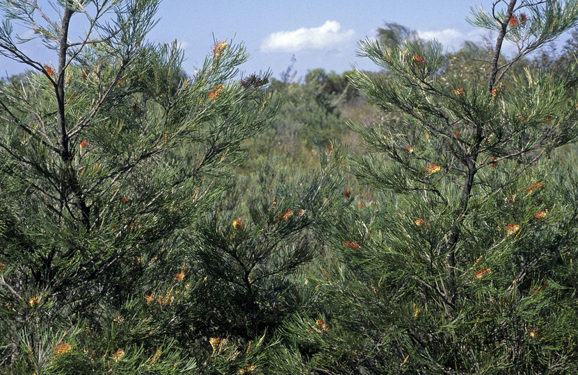 Grevillea tetragranulata