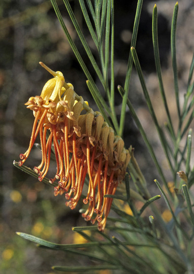 Grevillea tetragranulata