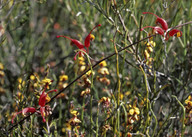 Grevillea nudiflora