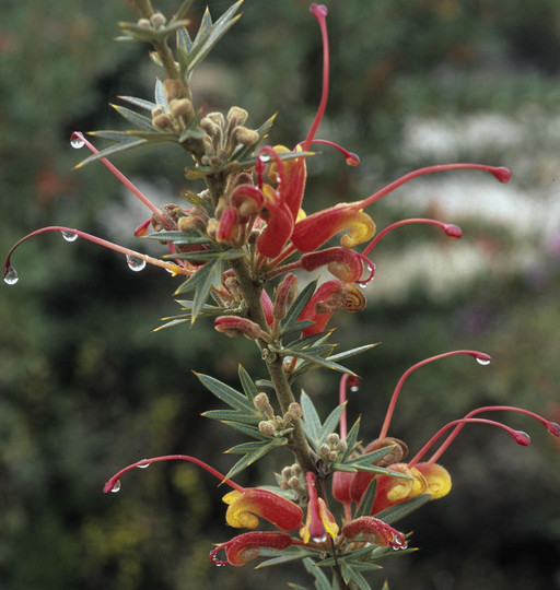 Grevillea macrostylis