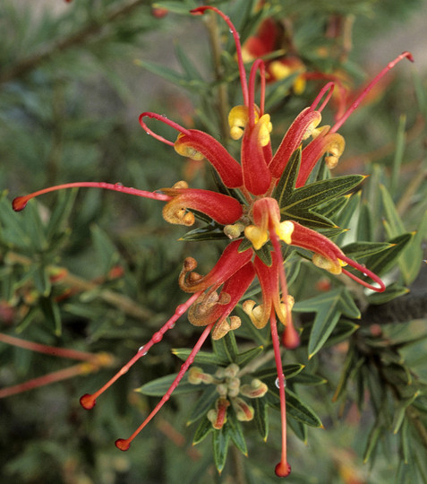 Grevillea macrostylis