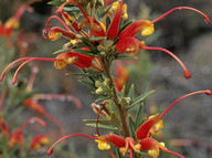 Grevillea macrostylis