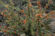 Grevillea macrostylis