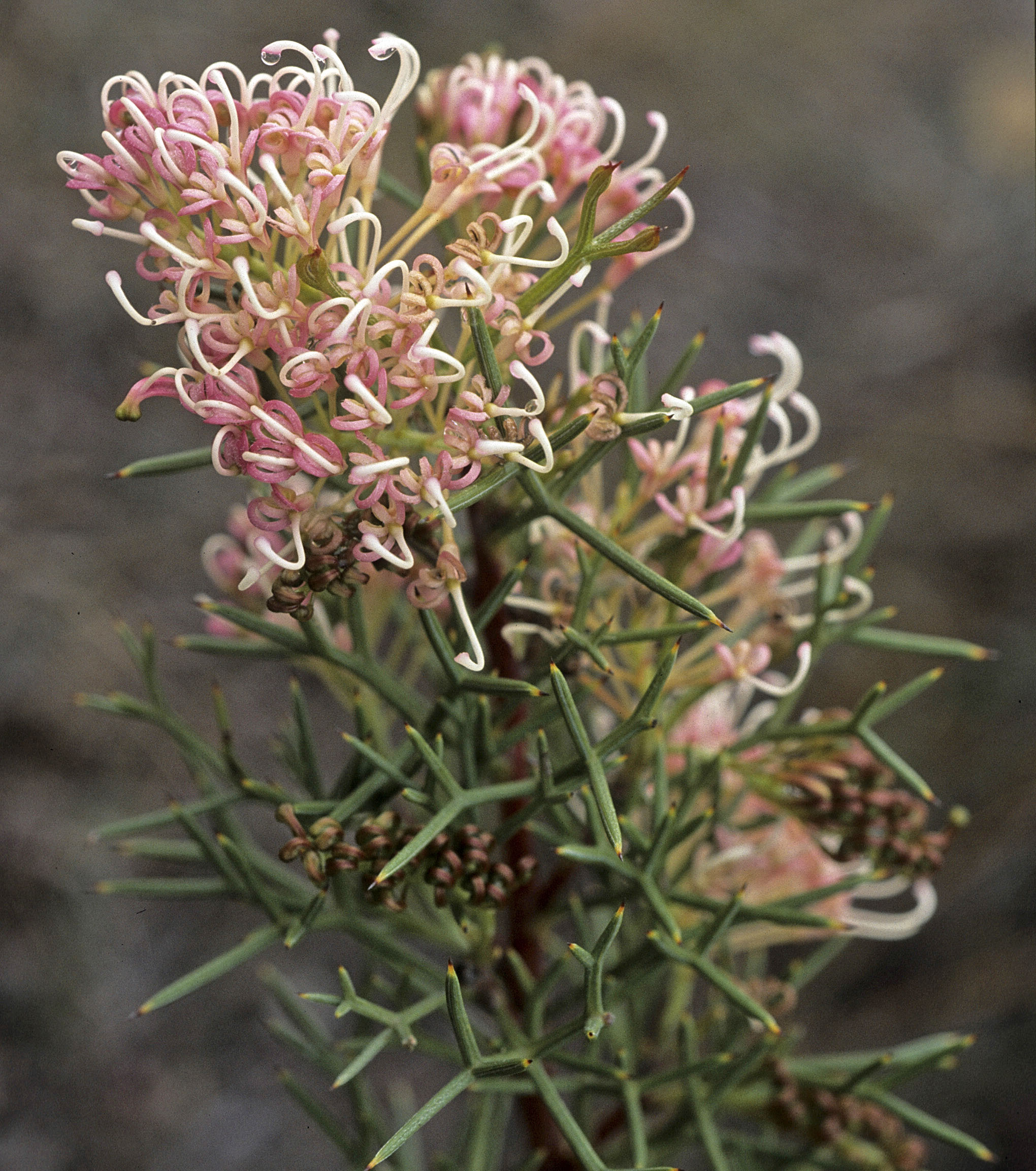 Grevillea teretifolia