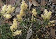 Grevillea sp.3