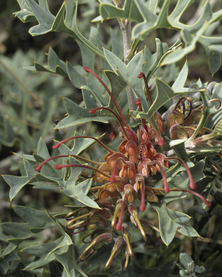 Grevillea bipinnatifida