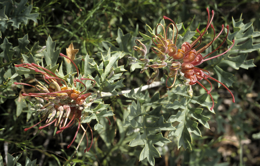 Grevillea bipinnatifida