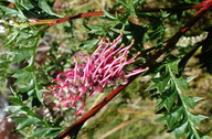 Grevillea acanthifolia