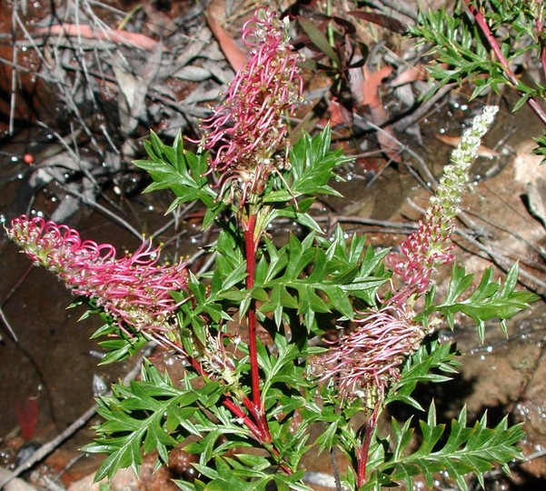 Grevillea acanthifolia