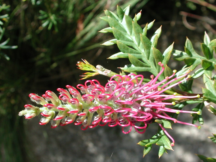 Grevillea acanthifolia