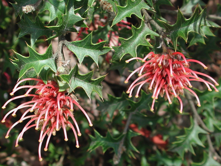 Grevillea aquifolium