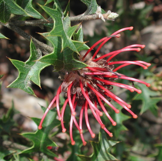 Grevillea aquifolium