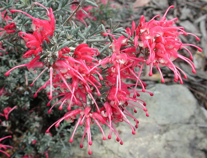 Grevillea lavandulacea