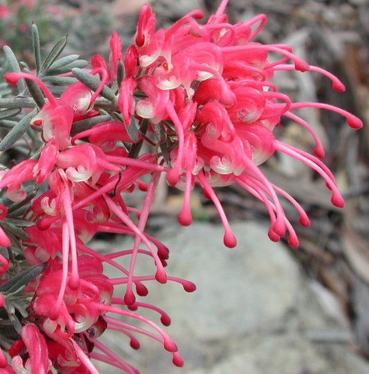 Grevillea lavandulacea