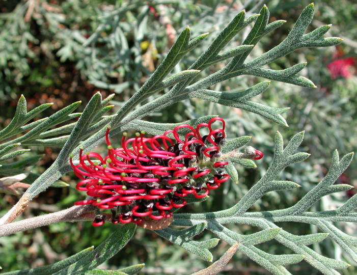 Grevillea beadlena