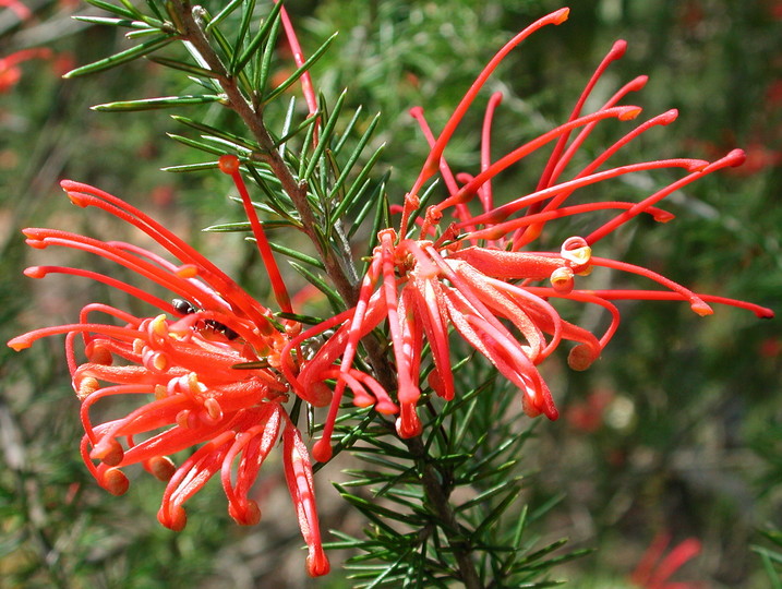 Grevillea juniperina