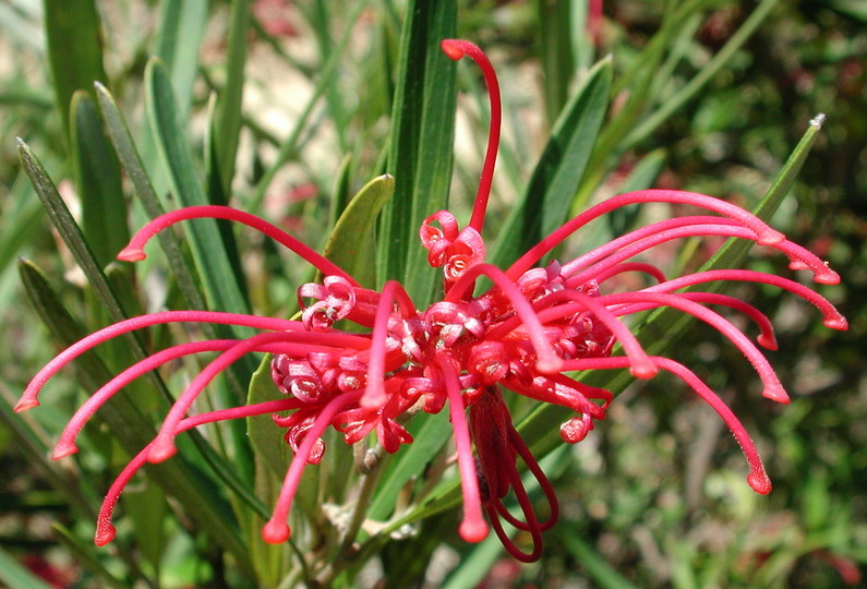 Grevillea oleoides