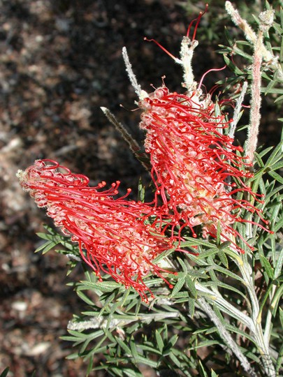 Grevillea tetragonoloba