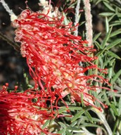 Grevillea tetragonoloba