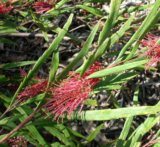 Grevillea tetragonoloba