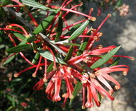 Grevillea juniperina