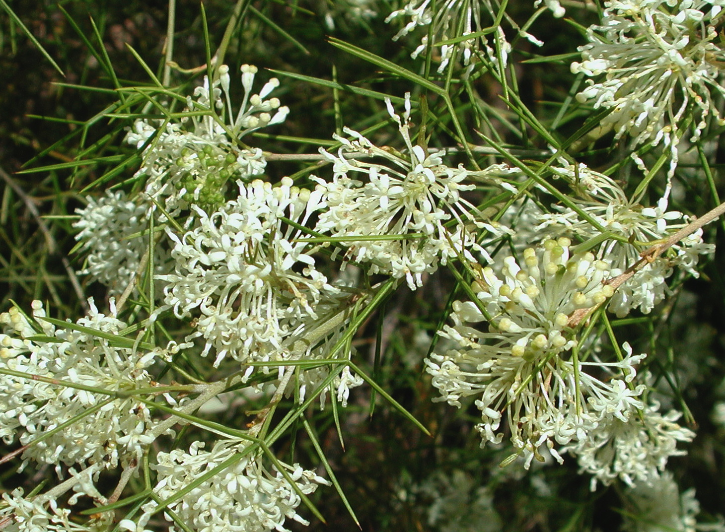 Grevillea anethifolia