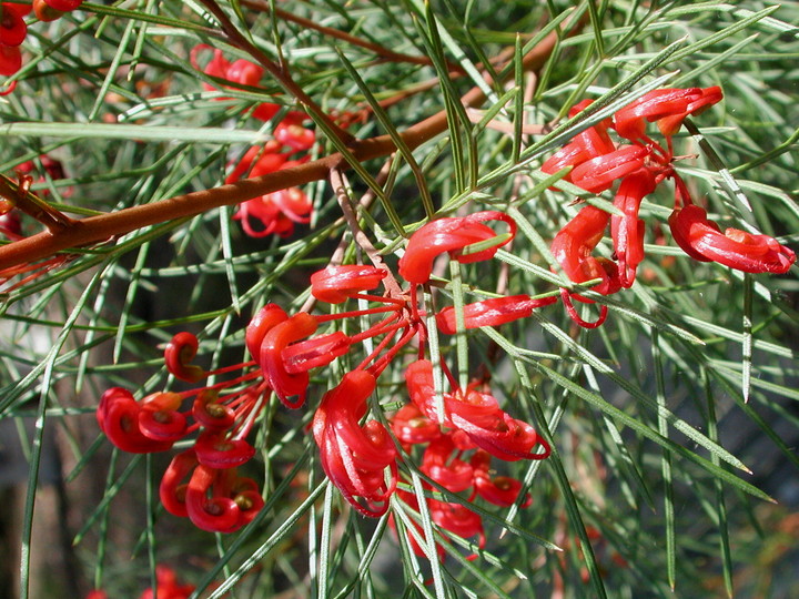 Grevillea nudiflora