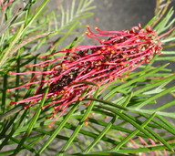 Grevillea hookeriana