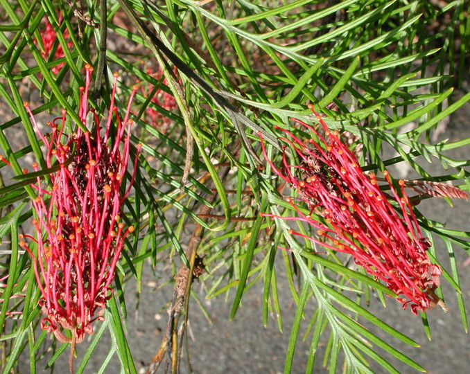 Grevillea hookeriana