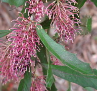 Grevillea wilkinsonii