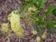 Grevillea flexuosa