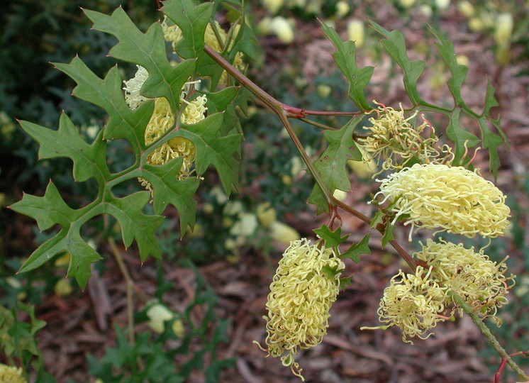 Grevillea flexuosa