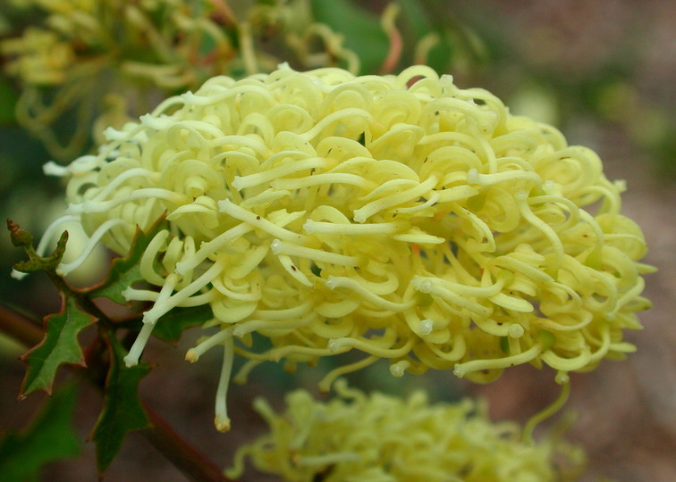 Grevillea flexuosa