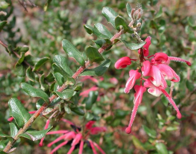 Grevillea baueri ssp. asperula