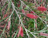 Grevillea aspleniifolia