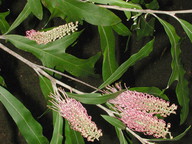 Grevillea sp.5