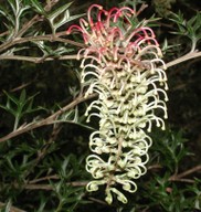 Grevillea willisii