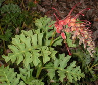 Grevillea bipinnatifida