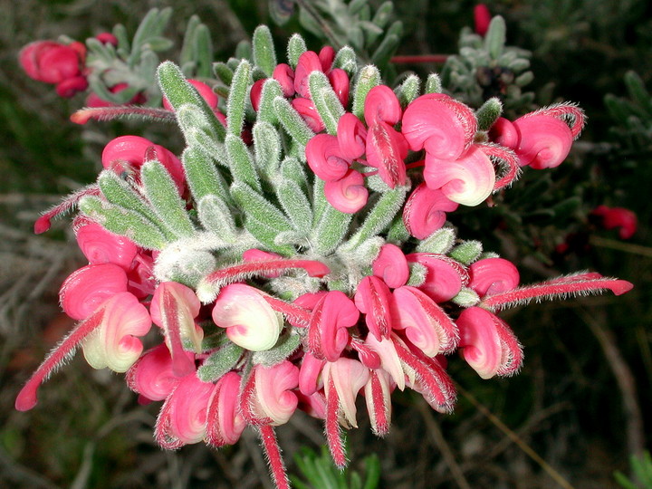 Grevillea lanigera